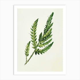 Vintage Illustration Asparagus Fern 2 Art Print