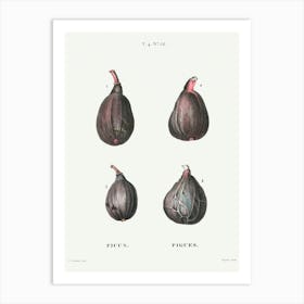 Figs (Ficus), Pierre Joseph Redoute (2) Art Print
