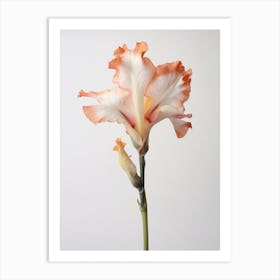 Pressed Flower Botanical Art Gladiolus 2 Art Print