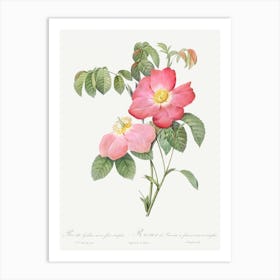 Pink French Rose, Pierre Joseph Redoute Art Print
