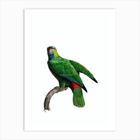 Vintage Festive Amazon Parrot Bird Illustration on Pure White Art Print