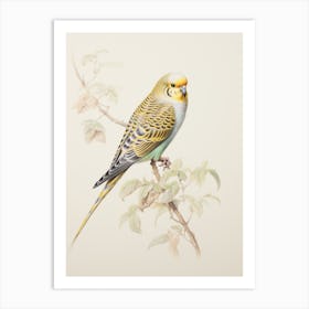 Vintage Bird Drawing Budgerigar 3 Art Print