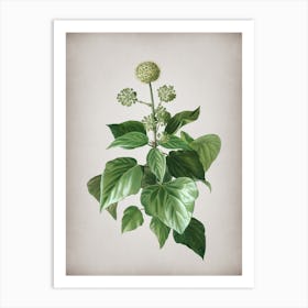 Vintage Common Ivy Botanical on Parchment n.0218 Art Print