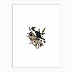Vintage Piping Crow Shrike Bird Illustration on Pure White n.0229 Art Print