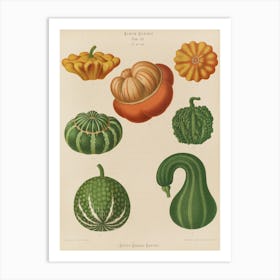 Gourds Art Print