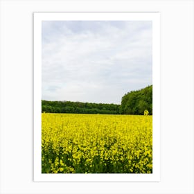 Field Of Yellow Rapeseed Art Print