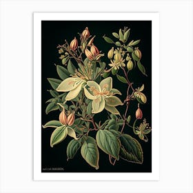 Honeysuckle 1 Floral Botanical Vintage Poster Flower Art Print