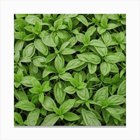 Close Up Of Basil Plants Canvas Print