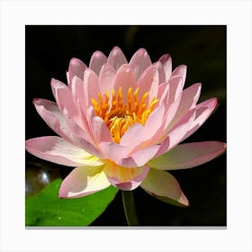 Pink Lotus Flower 1 Canvas Print