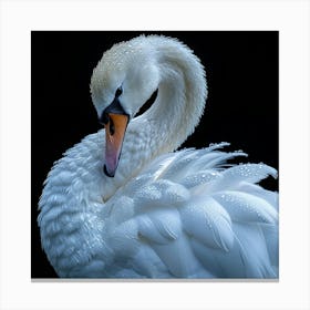 White Swan Beak Canvas Print