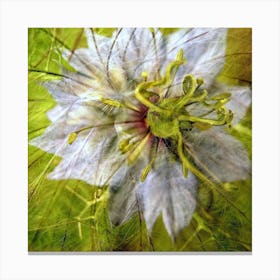 Dill Flower Canvas Print