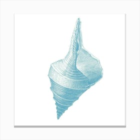 Seashell Canvas Print