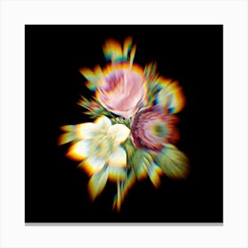 Prism Shift Anemone Clematde Rose Botanical Illustration on Black n.0152 Canvas Print