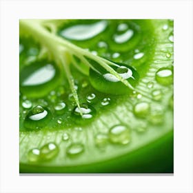 Water Droplets On A Cucumber Canvas Print