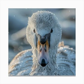 Beautiful Swan 7 Canvas Print