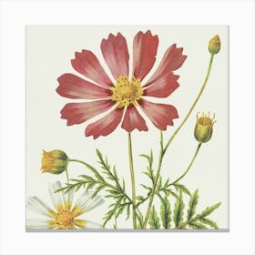 Cosmos Wildflower Vintage Botanical Canvas Print