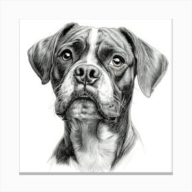 Boxer 1 Canvas Print