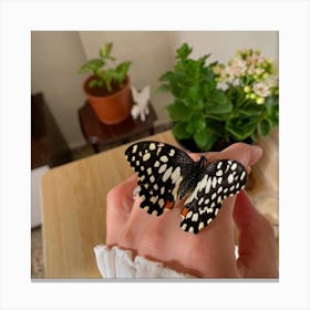 Butterfly Canvas Print