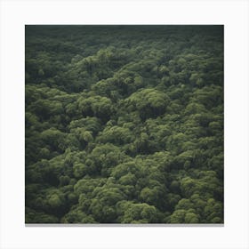 Ecuador Forest Canvas Print
