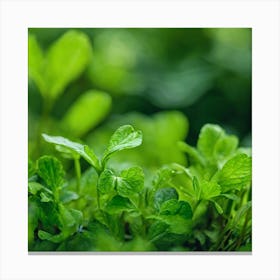 Green Leaves In The Garden Canvas Print