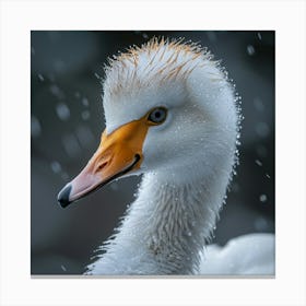 Swan In The Snow 2 Canvas Print