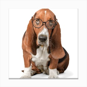 Basset Hound With Glasses Canvas Print