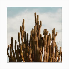Large Desert Cactus Square Canvas Print