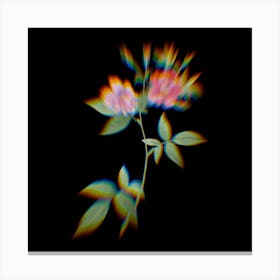 Prism Shift Hudson Rosehip Botanical Illustration on Black n.0074 Canvas Print