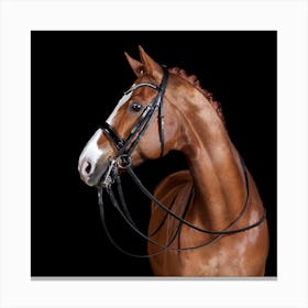 Bridle Canvas Print