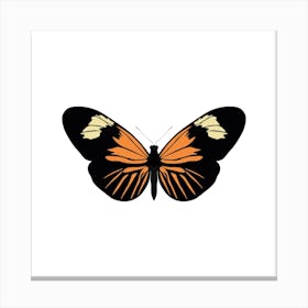 Heliconius Burneyi Butterfly Square Canvas Print
