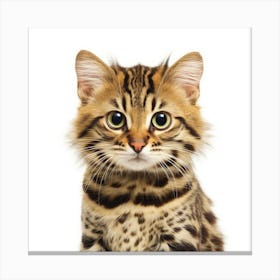 Bengal Kitten 2 Canvas Print