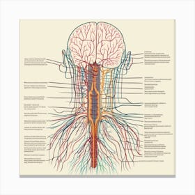 Anatomy Of The Head And Neck Canvas Print