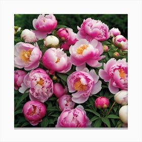 Mass Plantings Of Peonies 5 Canvas Print