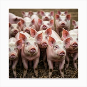 Pigs In A Field 1 Canvas Print