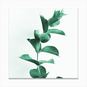 Eucalyptus Canvas Print