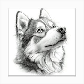 Siberian Husky 3 Canvas Print