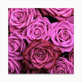 Pink Roses Canvas Print