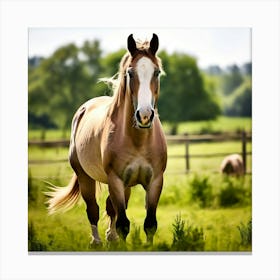 Horse Ranch Pony Animal Farm Nature Pet Farm Animal Summer Grass Head Mammal Green Mare (3) Canvas Print