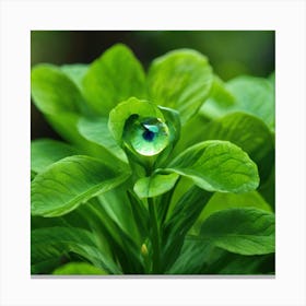 Eye Of The Plant Canvas Print