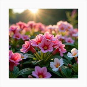 A Lush Garden Of Vibrant Pink And White Begonias With Morning Dew 1 Canvas Print