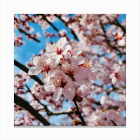 Cherry Blossoms 21 Canvas Print