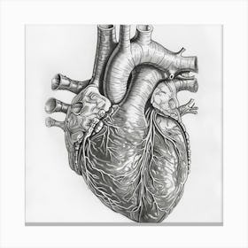 Anatomy Of The Human Heart Canvas Print