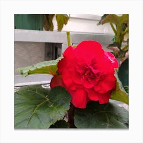 Begonia 32 Canvas Print