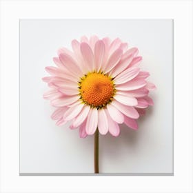 Daisy Canvas Print