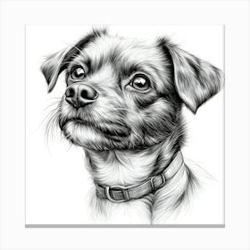 Border Terrier Canvas Print