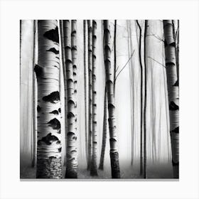 Birch Trees In The Fog Canvas Print