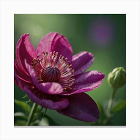 Clematis Flower 1 Canvas Print