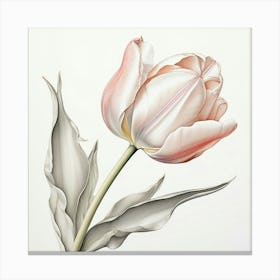 Tulip 1 Canvas Print