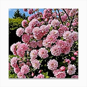 Pink Cherry Blossoms Canvas Print