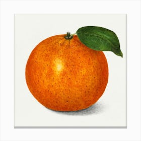 Orange Canvas Print